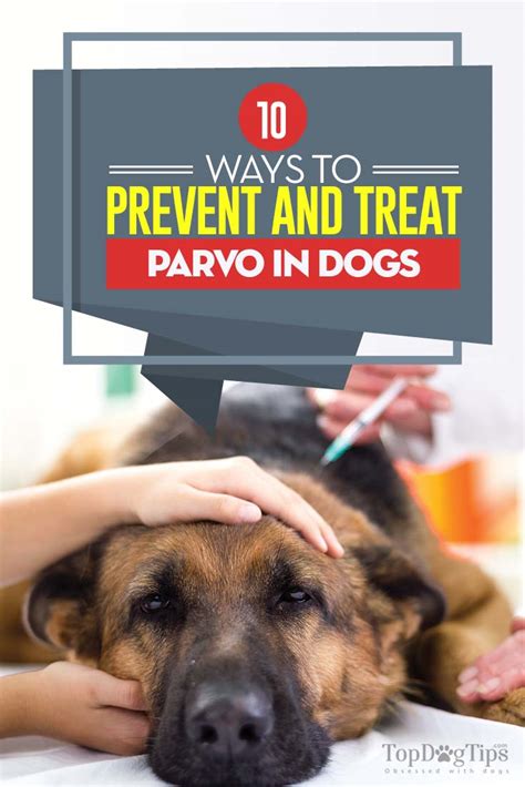 Understanding and Preventing Parvo in Dogs.